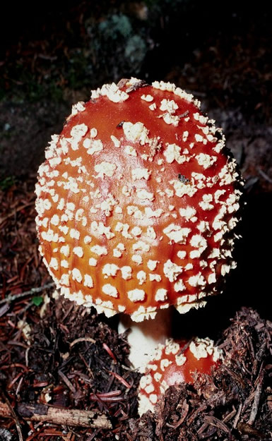 The toxic Amanita muscaria figures in the classic story Alice in Wonderland. It is found locally and throughout the world in northern countries. Wayne Lynch / Parks Canada photo