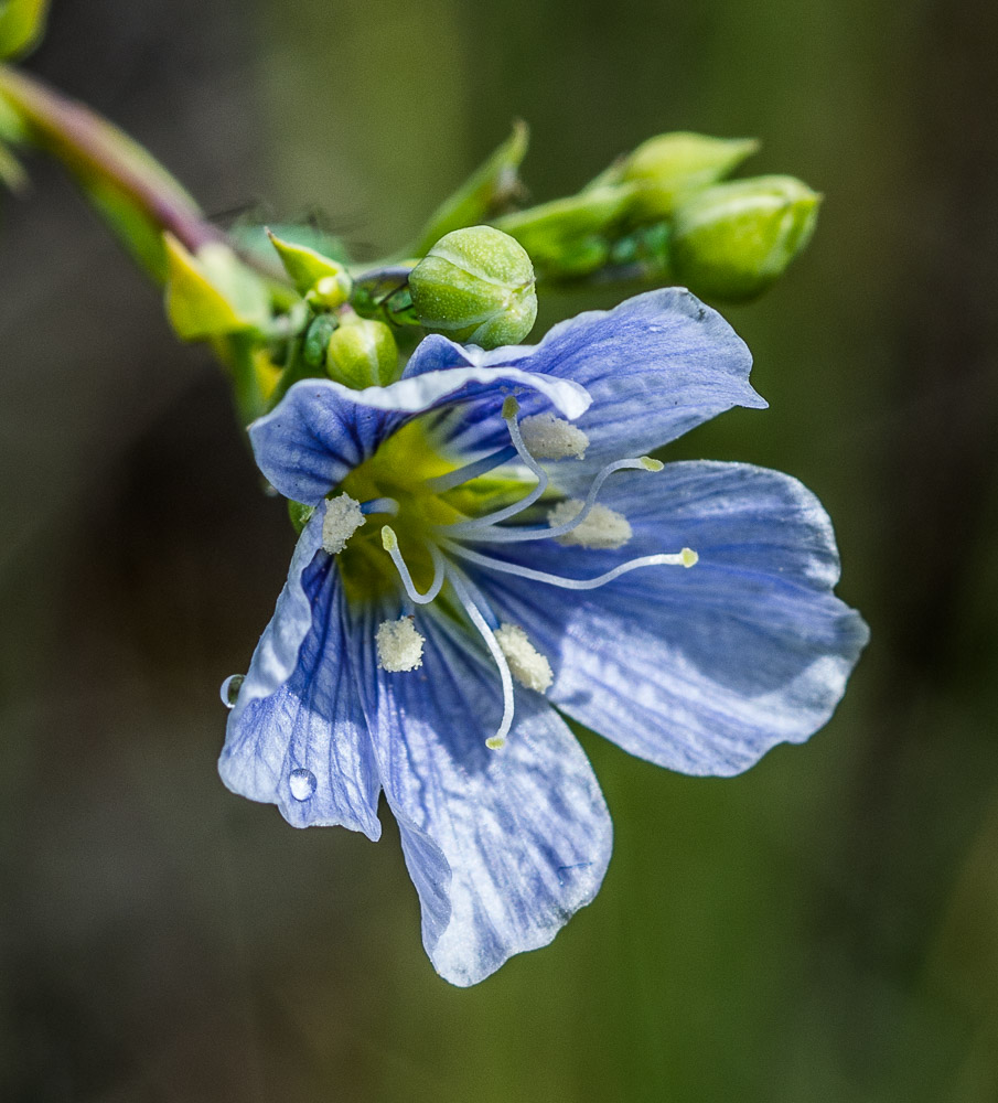 identification-of-native-grassland-plants-columbia-mountains