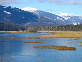 Airport wetlands as seen from the Revelstoke Flying Club. (White dots are swans with their heads down feeding). Michael Morris photo