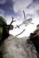 Wildlife-Ecologist-Alex-Taylor-unload-mother-caribou_Photo-Rob-Buchanan