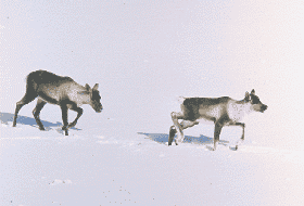 Mountain caribou cow and calf, Mas Matsushita photo