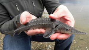 juvenile sturgeon being released to the wild